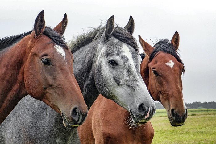 Drie paarden in een weiland
