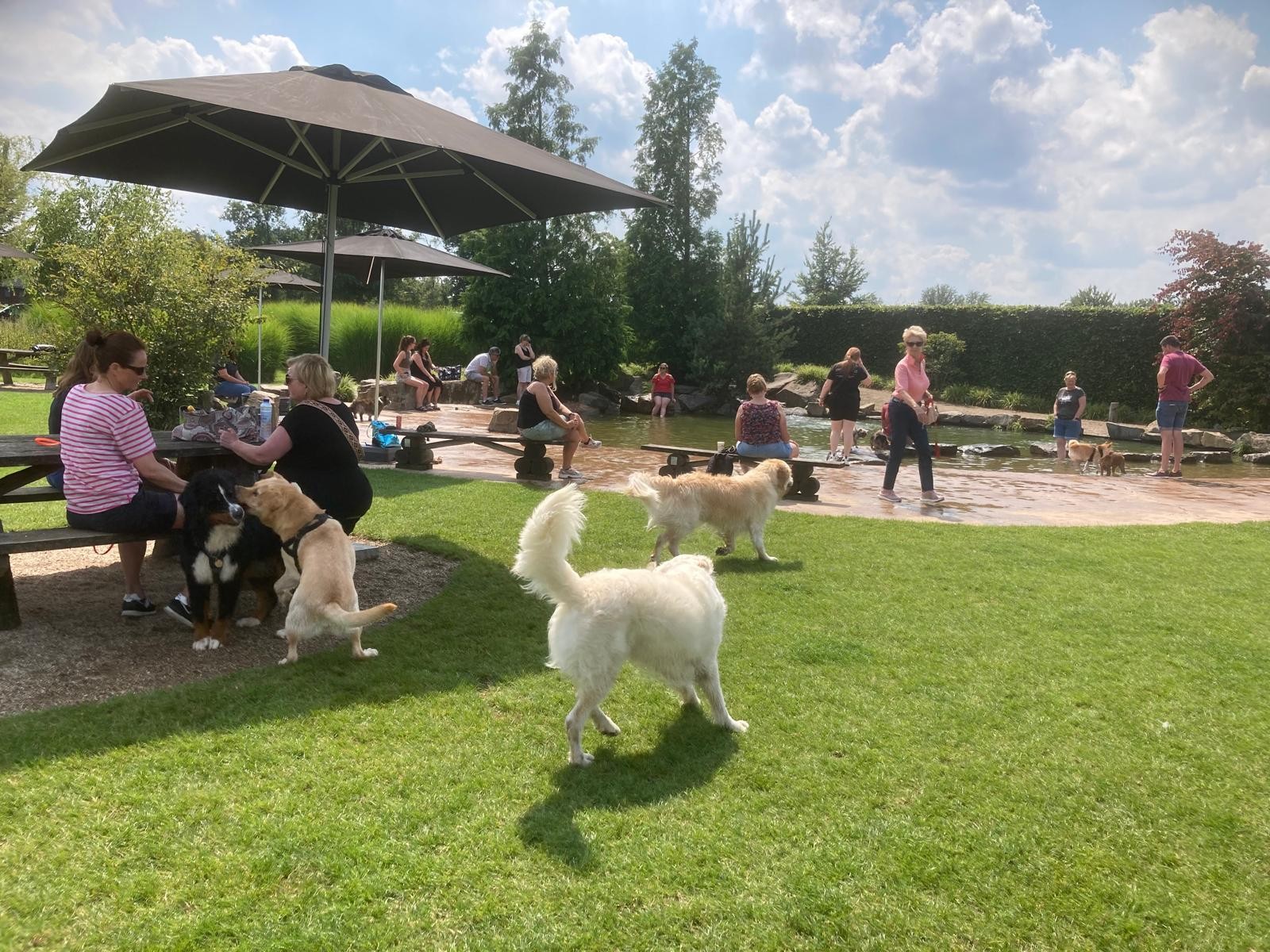 Een grasveld waar honden loslopen bij Venhorst “De Peelhoven”. 