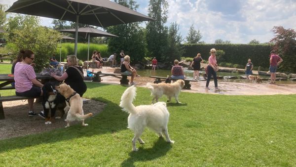 Een grasveld waar honden loslopen bij Venhorst “De Peelhoven”. Een grasveld waar honden loslopen bij Venhorst “De Peelhoven”.