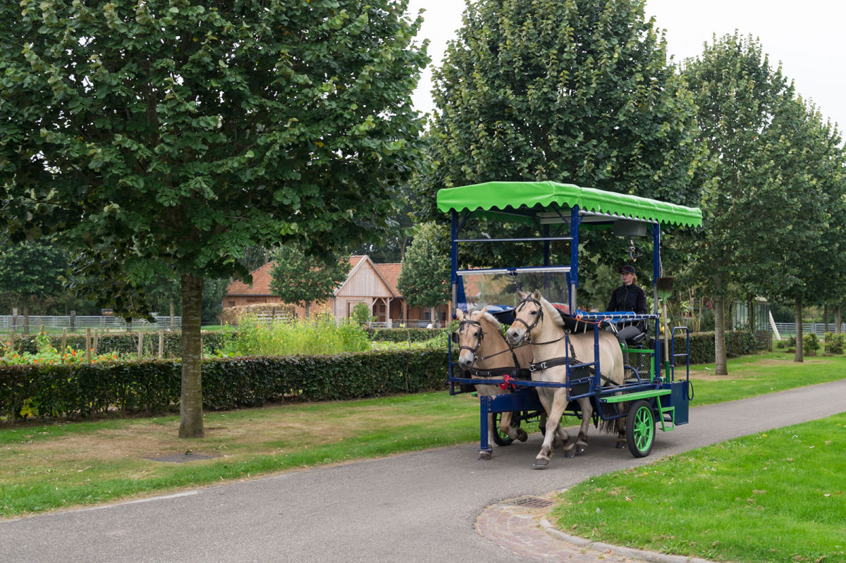 Vrouw rijdt met paard en huifwagen
