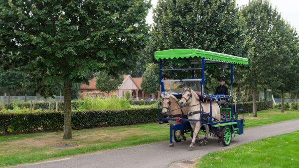 Vrouw rijdt met paard en huifwagen Vrouw rijdt met paard en huifwagen
