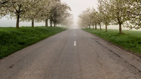 Nederlandse landweg met bloeiende bloesembomen aan beide kanten van de weg Nederlandse landweg met bloeiende bloesembomen aan beide kanten van de weg