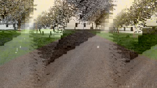 Nederlandse landweg met bloeiende bloesembomen aan beide kanten van de weg Nederlandse landweg met bloeiende bloesembomen aan beide kanten van de weg