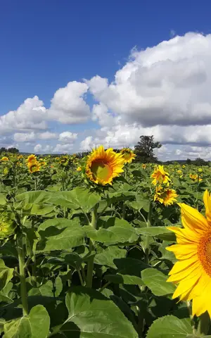 Veld met zonnebloemen Veld met zonnebloemen