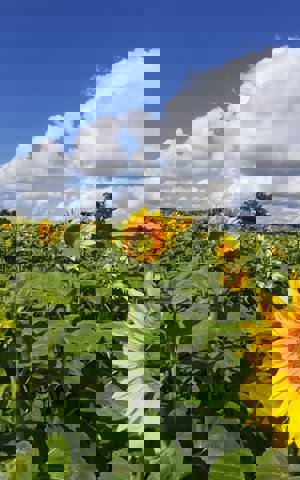 Veld met zonnebloemen Veld met zonnebloemen