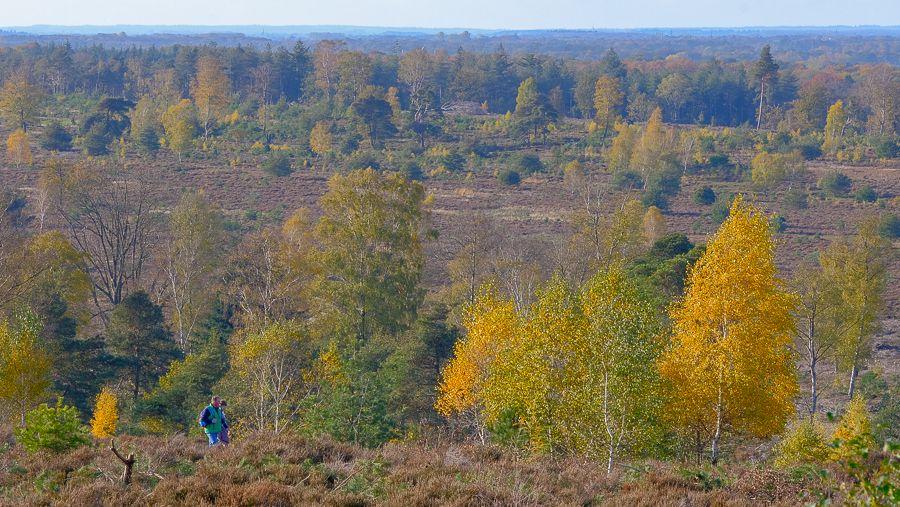 Een bos- en heidelandschap met wandelaars Een bos- en heidelandschap met wandelaars
