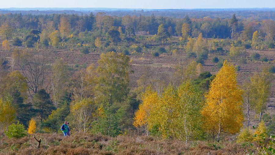 Een bos- en heidelandschap met wandelaars