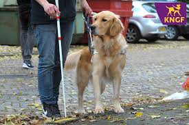 KNGF Geleidehonden onderzoek mobiliteitshulpmiddel