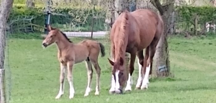 Paard en veulen in wei Paard en veulen in wei