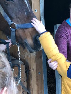 het paard voelen